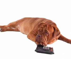 Hundesteuer Hundesteuer