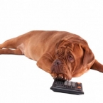 5-Tipps-Hundesteuer-696x462 5-Tipps-Hundesteuer-696x462